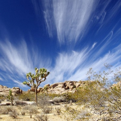 Joshua tree with wispy clouds above