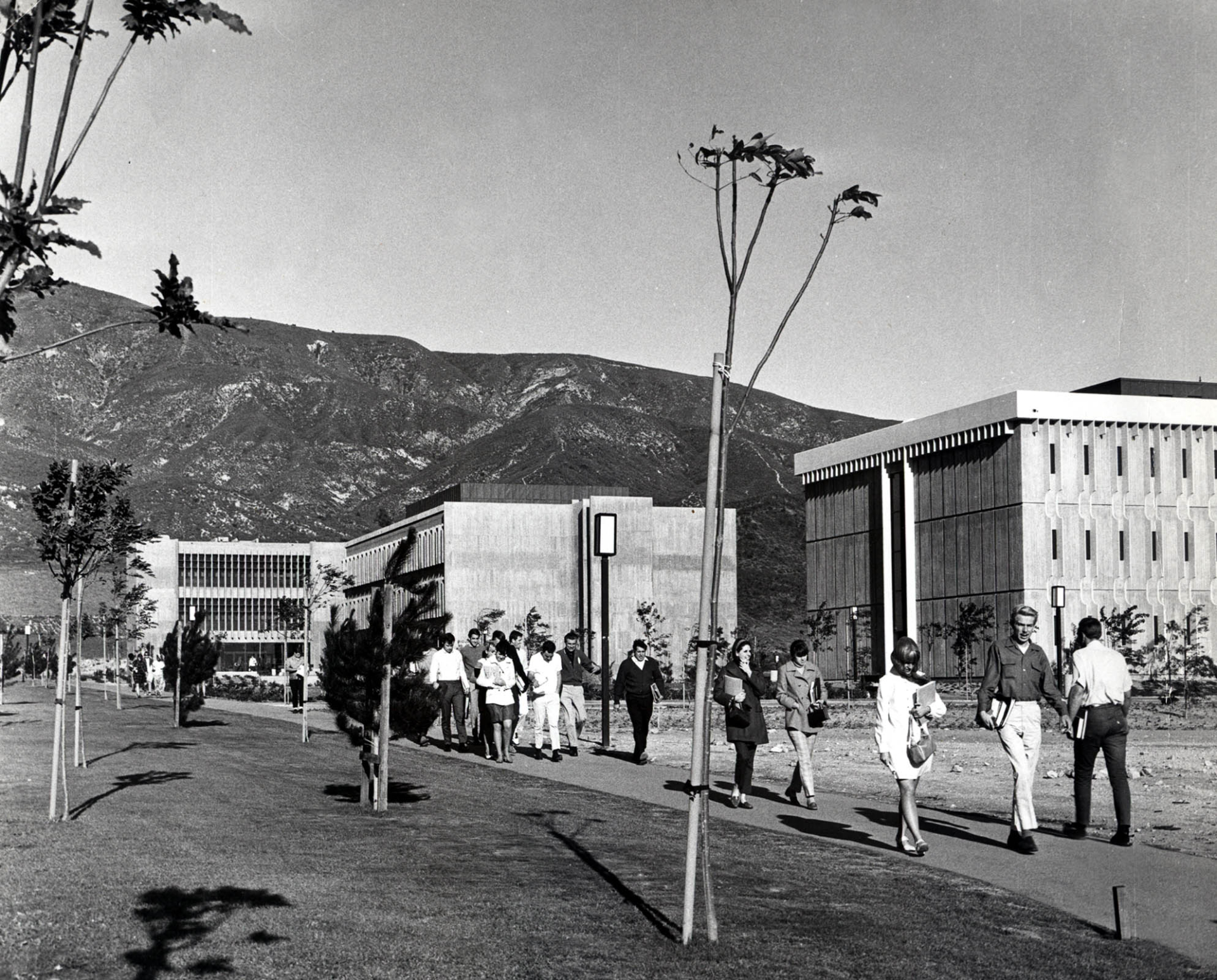 The trees leading to the Physical Sciences Building were just saplings in the 1970s