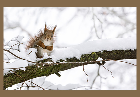 An alert red squirrel sits on a snowy tree branch.