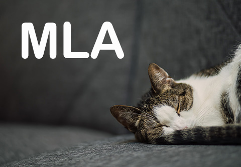 MLA.  A sleeping cat.