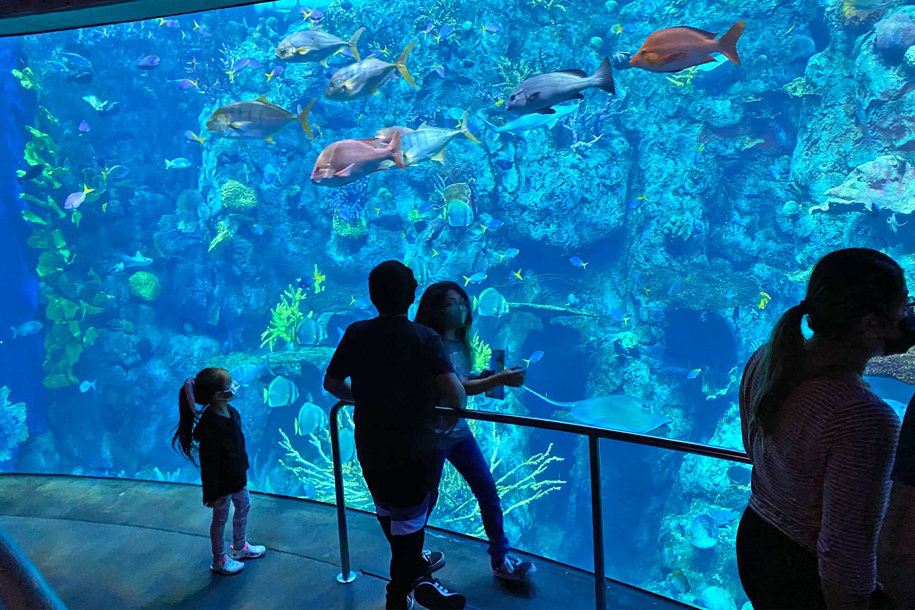 People looking at fishes at the Aquarium 
