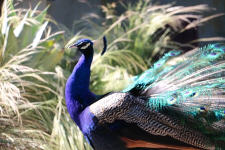 peacock