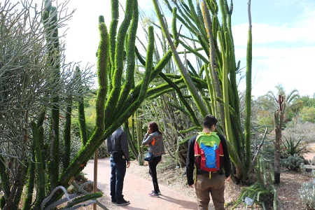 3 hikes under cactus
