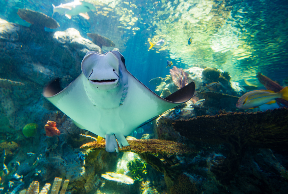 Sting ray in an aquarium