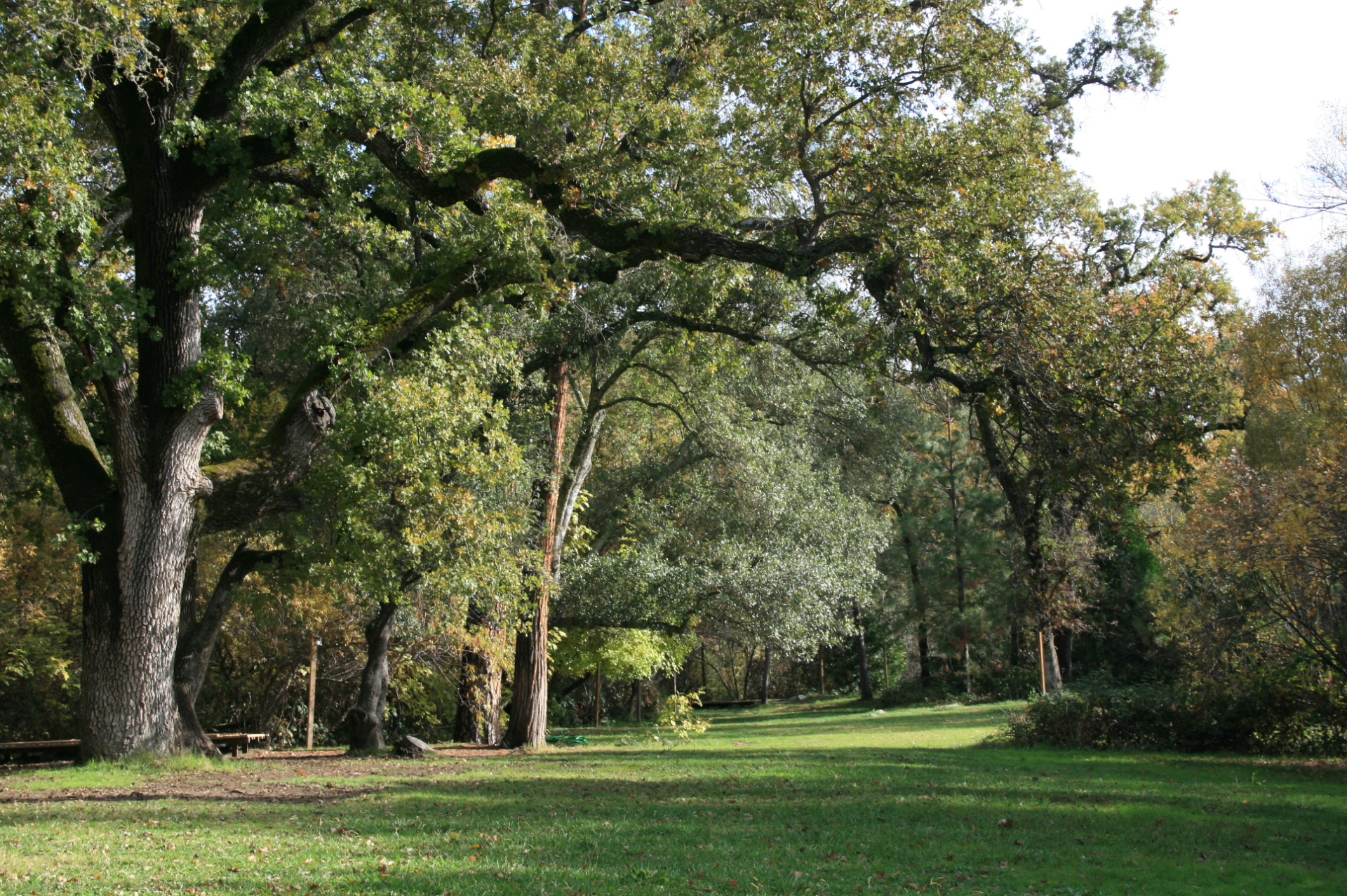 grass under oak and pine trees