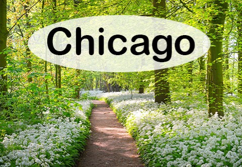 Chicago.  A path bordered with tiny white flowers through a spring forest.