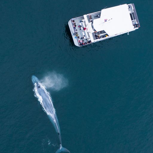 overhead view of whale and boat