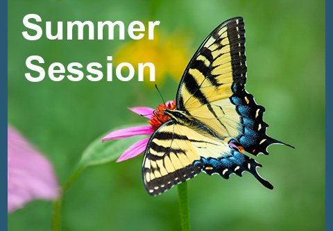 Summer Session. A tiger swallowtail butterfly sits on a bright pink flower.