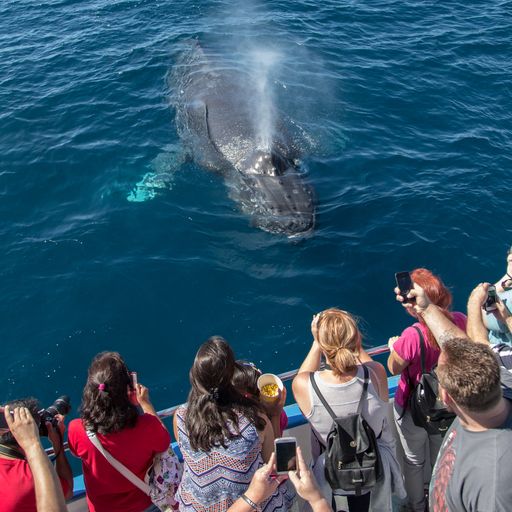 group on boat looking at whale