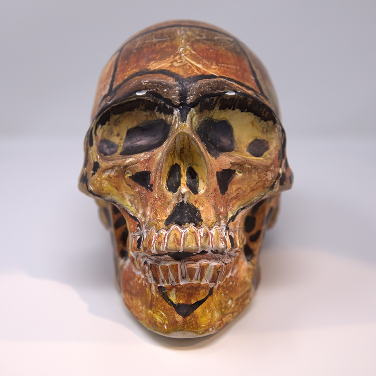 Skull painted brown with black and white details