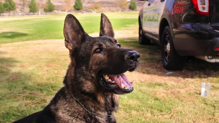 Chevy the Patrol Dog