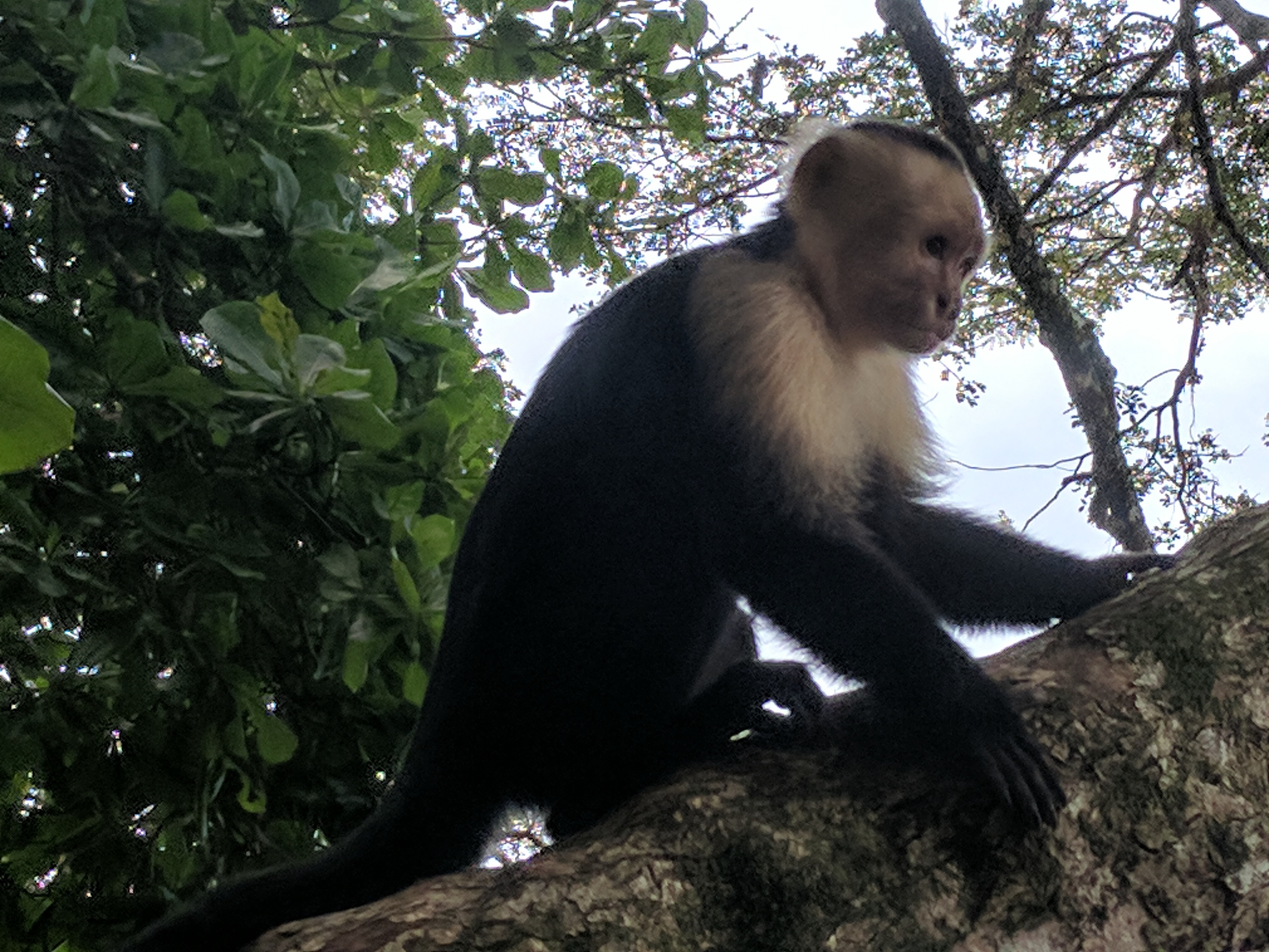 Capuchin Monkey