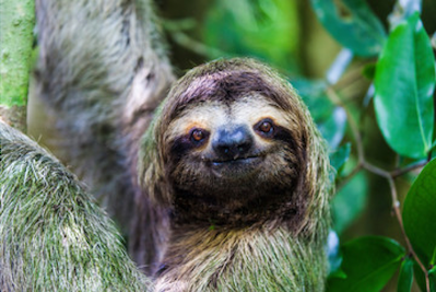 Sloth in Costa Rica