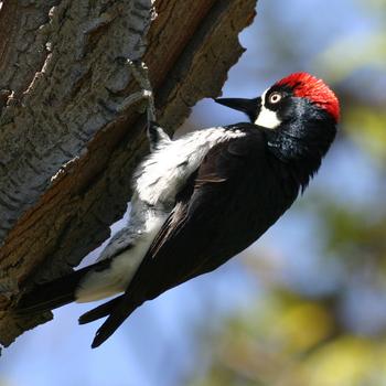 Acorn Woodpecker