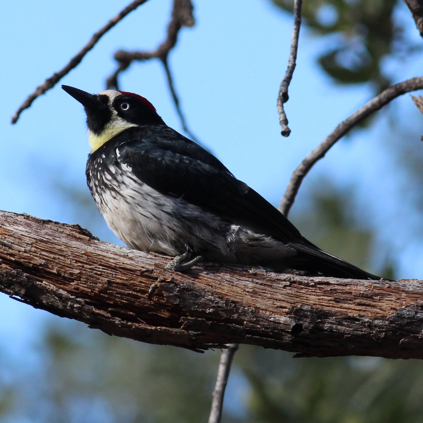 Acorn Woodpecker