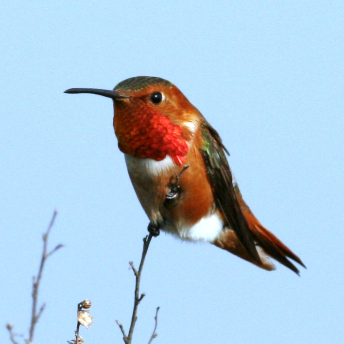 Allen's Hummingbird