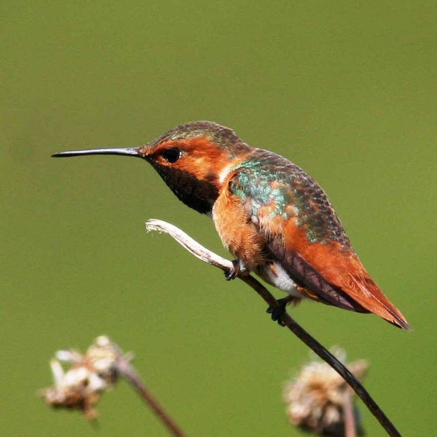 Allen's Hummingbird