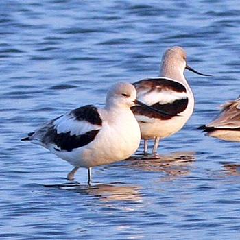 American Avocet