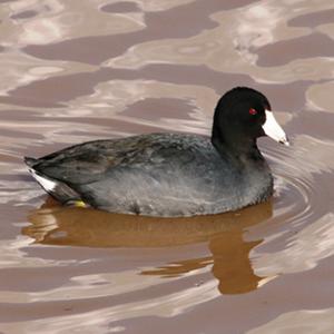 American Coot