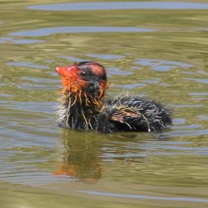 American Coot