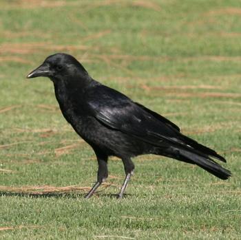 American Crow