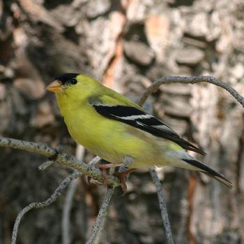 American Goldfinch