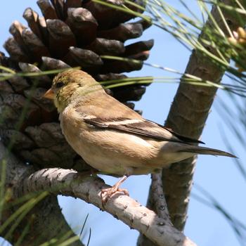 American Goldfinch