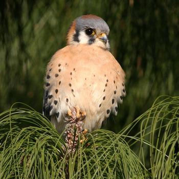 American Kestrel