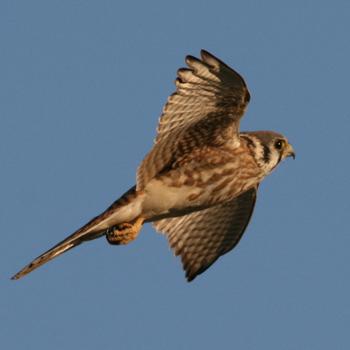 American Kestrel