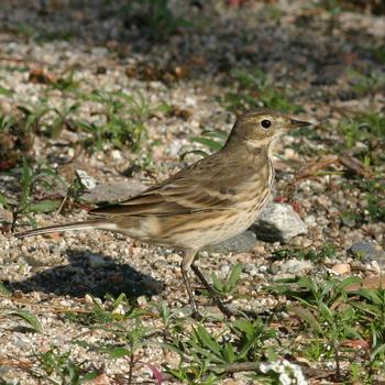 American Pipit