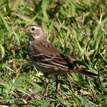 American Pipit