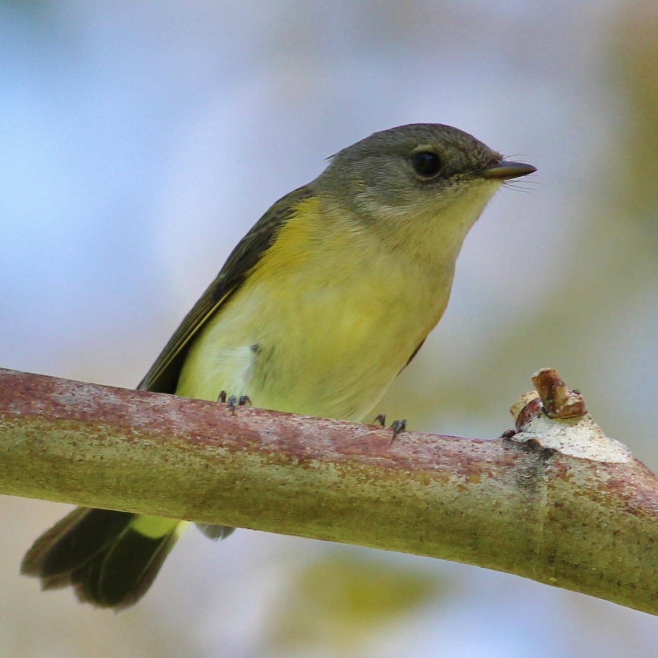 American Redstart