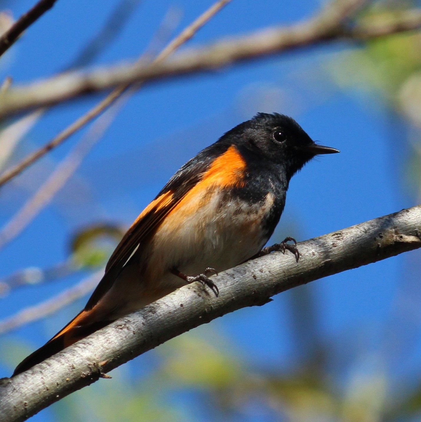 American Redstart