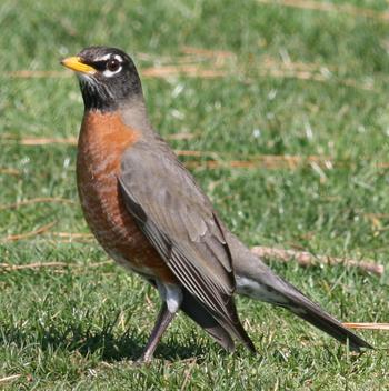 American Robin