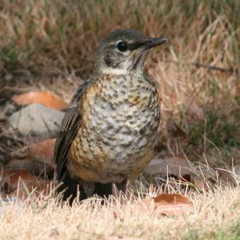 American Robin