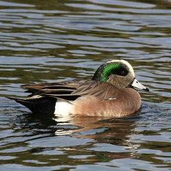 American Wigeon