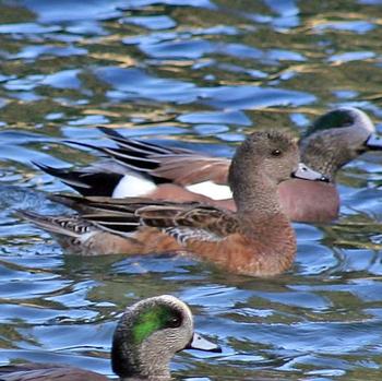 American Wigeon