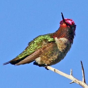 Anna's Hummingbird