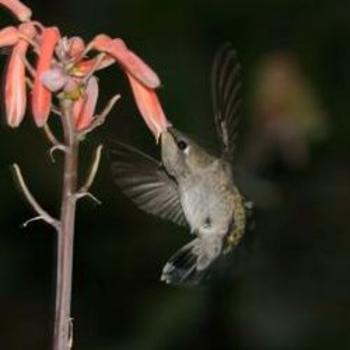 Anna's Hummingbird