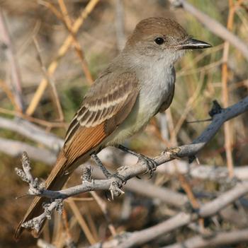 Ash-throated Flycatcher