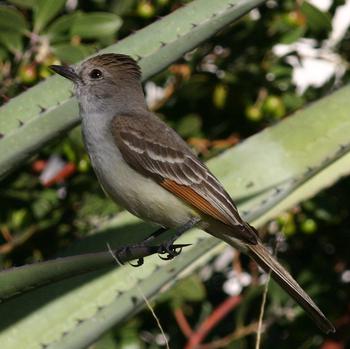 Ash-throated Flycatcher