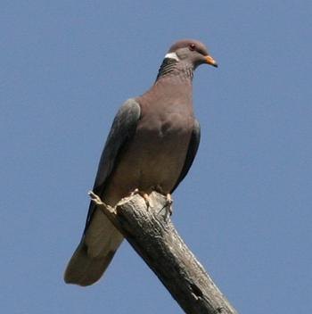 Band-tailed Pigeon