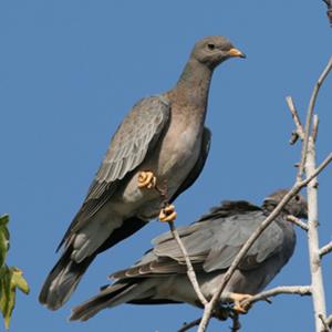 Band-tailed Pigeon