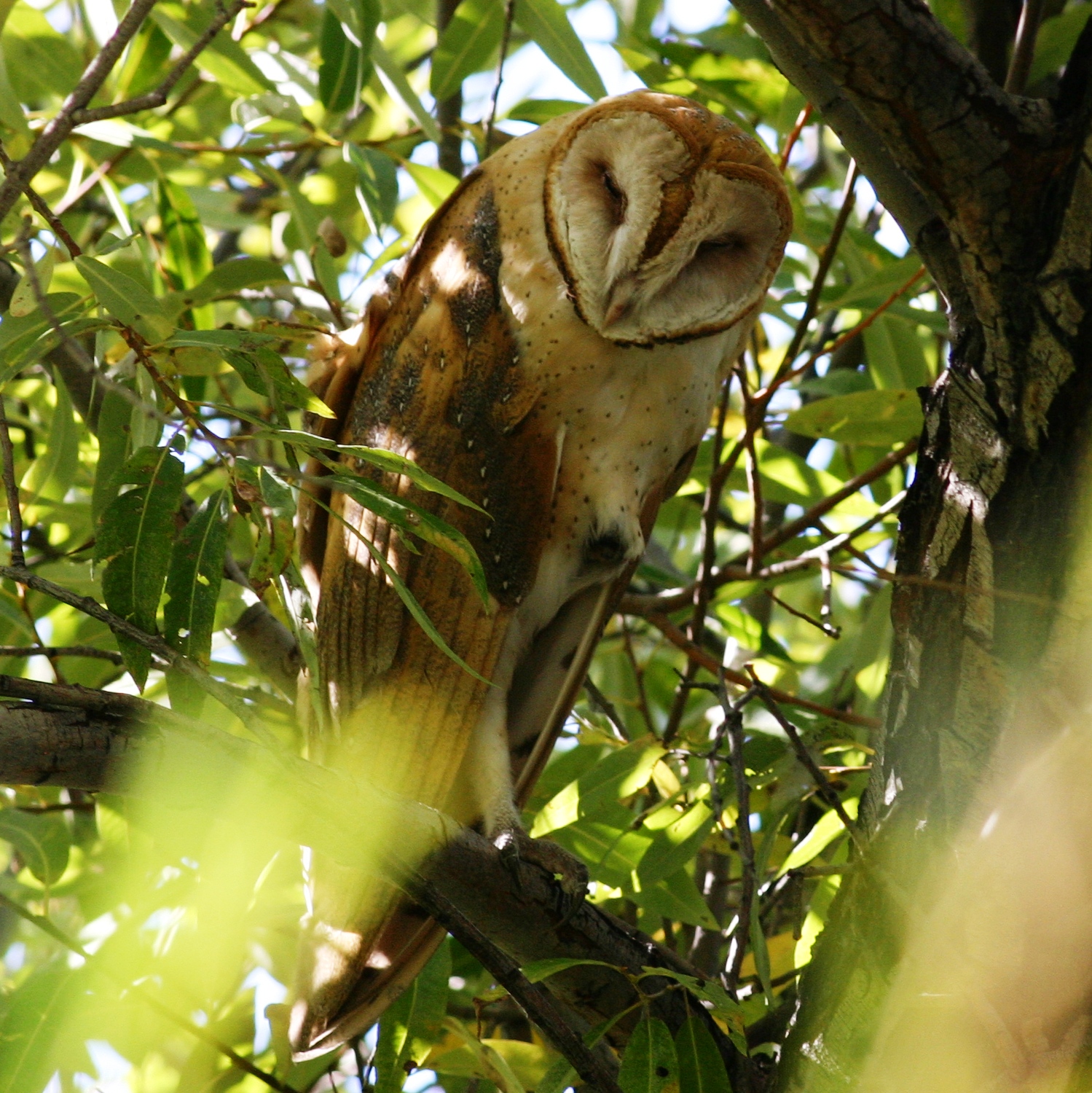 Barn Owl