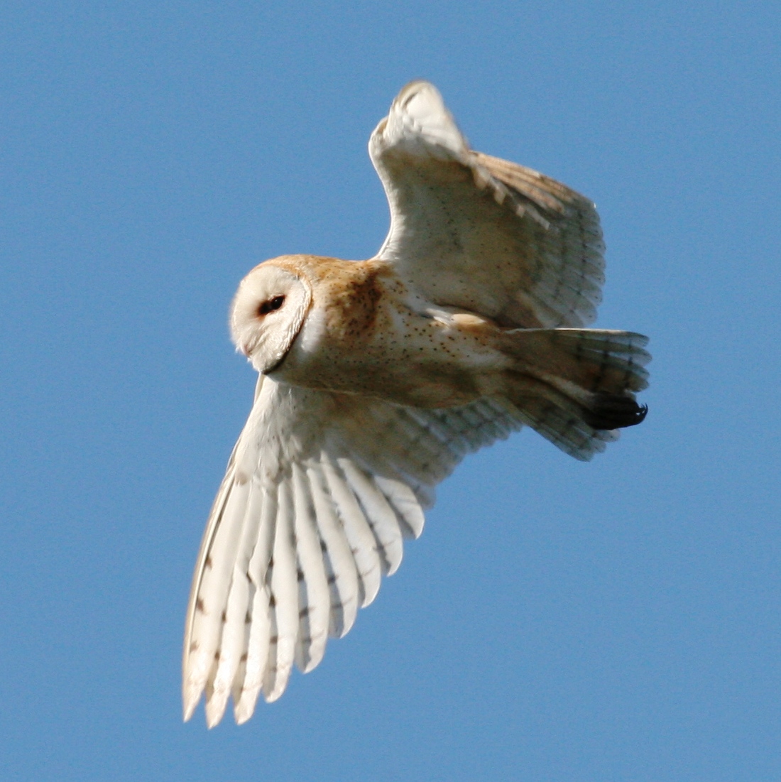 Barn Owl