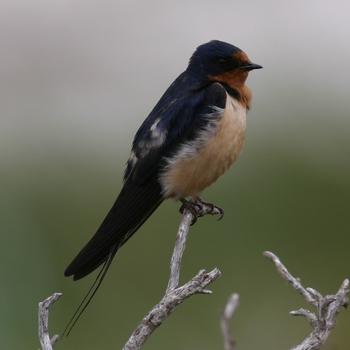 Barn Swallow