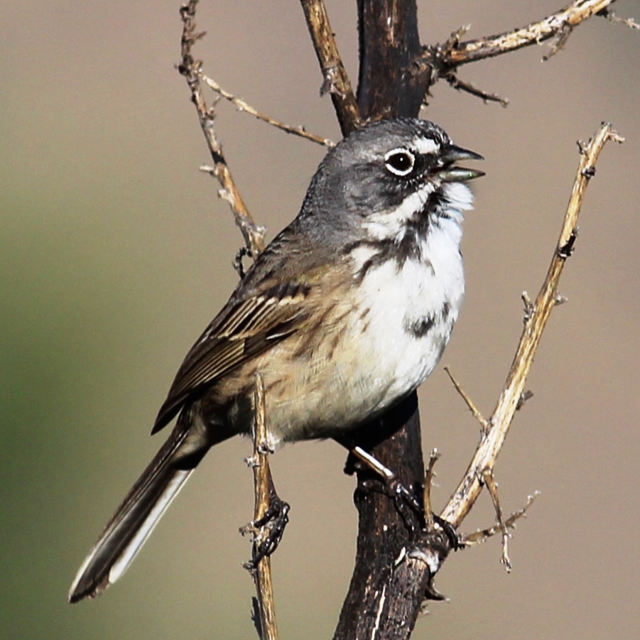 Bell's Sparrow