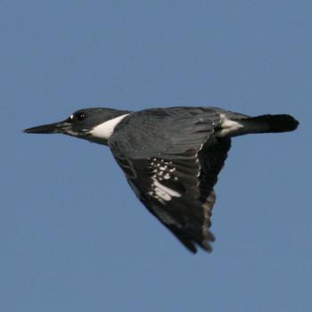 Belted Kingfisher