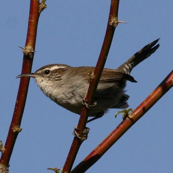 Bewick's Wren