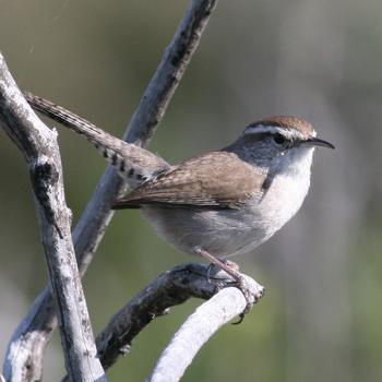 Bewick's Wren